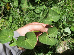 Aristolochia fimbriata