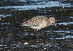 Limosa lapponica baueri