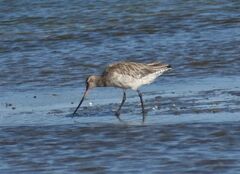 Limosa lapponica baueri