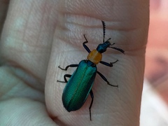 Prionocerus coeruleipennis