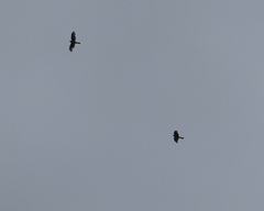 Accipiter cirrocephalus