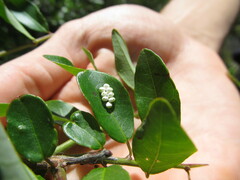 Condalia buxifolia