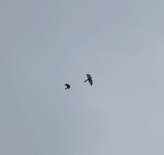 Accipiter cirrocephalus