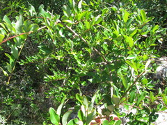 Condalia buxifolia