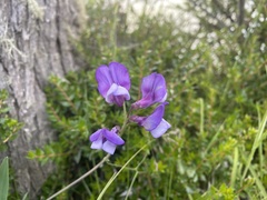 Lathyrus magellanicus