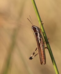 Macrotona securiformis