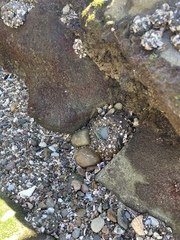 Anthopleura