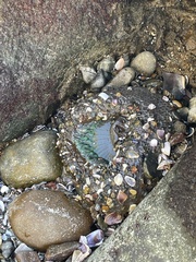 Anthopleura