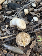 Marasmius albogriseus