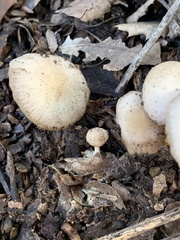 Marasmius albogriseus