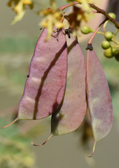 Erythrostemon pannosus