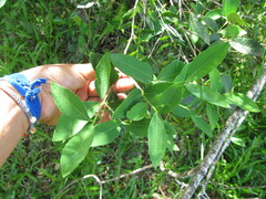 Eugenia uruguayensis