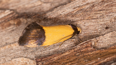Olbonoma triptycha