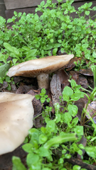 Clitocybe brunneocephala