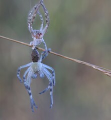Neosparassus calligaster