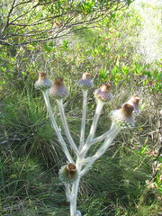 Stenachaenium riedelii