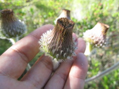 Stenachaenium riedelii