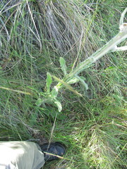 Stenachaenium riedelii