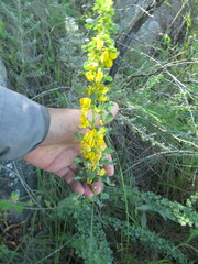 Poiretia tetraphylla