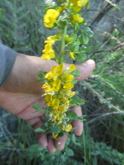 Poiretia tetraphylla