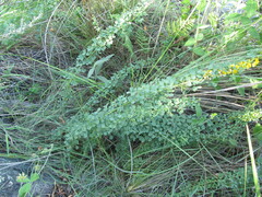 Poiretia tetraphylla