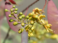 Erythrostemon pannosus