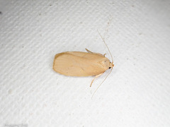 Proteodes carnifex