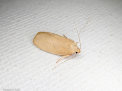Proteodes carnifex