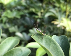 Conocephalus melaenus