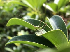 Conocephalus melaenus