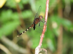 Erythemis attala