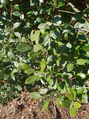 Feijoa sellowiana