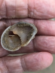 Crepidula fornicata