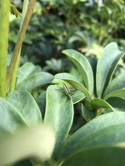 Conocephalus melaenus