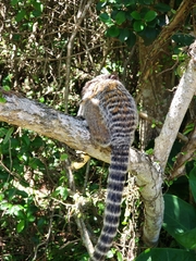 Callithrix jacchus × penicillata