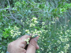 Baccharis spicata