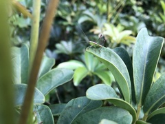 Conocephalus melaenus