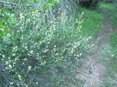 Baccharis spicata