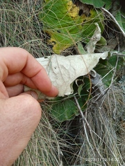 Brachyglottis lagopus