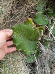 Brachyglottis lagopus