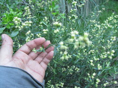 Baccharis spicata