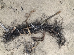 Syringodium filiforme