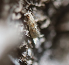 Erechthias citrinopa