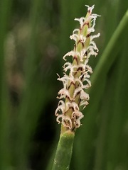Eleocharis acuta