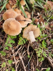 Candolleomyces candolleanus