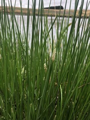 Eleocharis acuta
