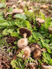 Candolleomyces candolleanus