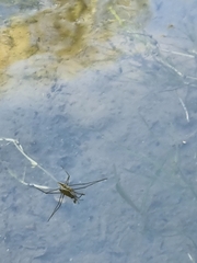 Aquarius chilensis