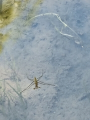 Aquarius chilensis