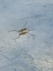 Aquarius chilensis